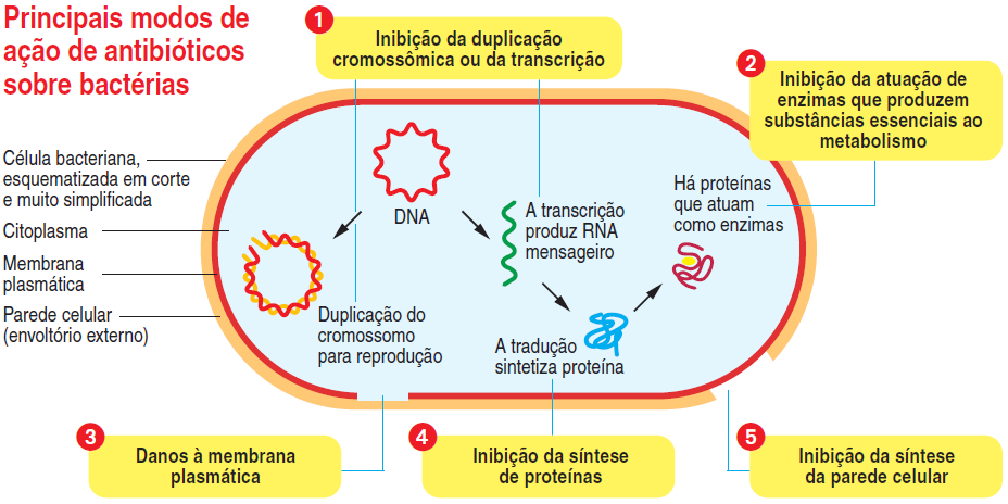 Los probióticos se toman antes o después del antibiótico