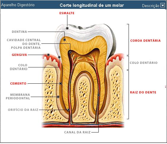 Resultado de imagem para estrutura interna do dente